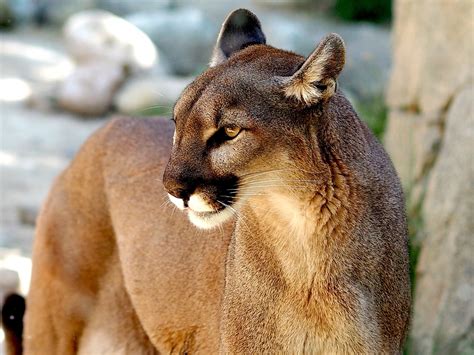 Puma Wildcat Predator Free Photo On Pixabay