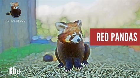 Red Panda Youtube
