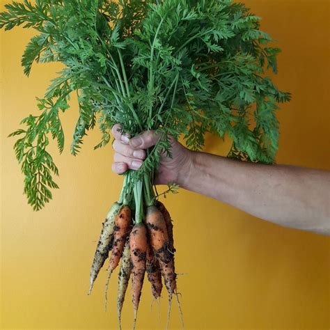 How To Grow Carrots On The Allotment Or Vegetable Garden — Up The Plot