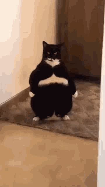 Cat Standing GIF Cat Standing Fat คนพบและแชร GIF