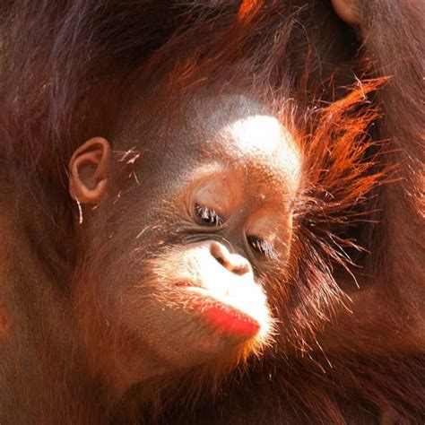 Orangutan Foundation On Instagram Need Some Mondaymotivation Make