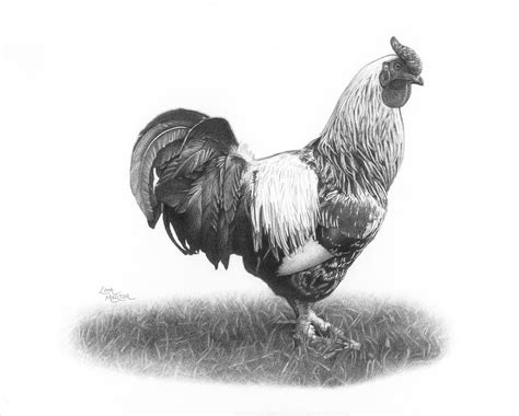 Rooster Pencil Drawing Print Rooster Drawing Rooster Print Farm