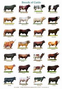 Breeds Of Cattle R Coolguides