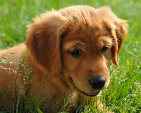 At golden retriever puppies, we strive to be your one stop shop for quality pet supplies online. 46 best Puppy cuteness! images on Pinterest | Fluffy pets ...