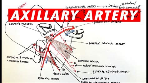 Axillary Artery Anatomy