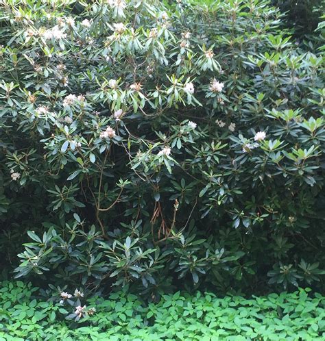 Pink Mountain Laurel Framed The Side Of The Parkway And A Long Hedge Of