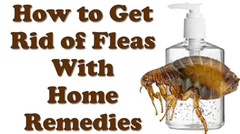 how to get rid of fleas fast cheap and easy home remedies to get rid of fleas home remedies