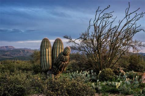 In The Green Desert Photograph By Saija Lehtonen Fine Art America