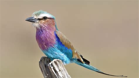 Colorful Africa South Luangwa Zambia Bird Lilac Breasted Roller Hd