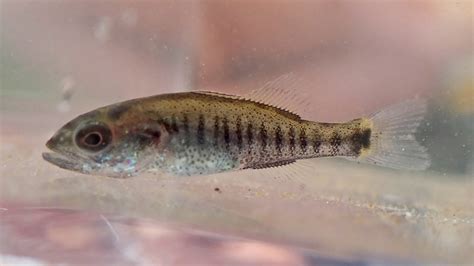 Maryland Biodiversity Project Smallmouth Bass Micropterus Dolomieu
