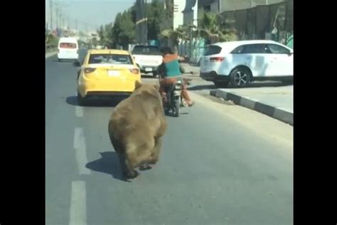 Watch Bear Wanders City Streets After Escape From Store