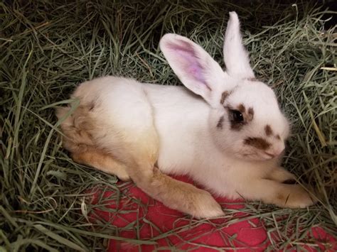 Celebrate 2019 And Help Us Save Rabbit Lives The Rabbit Haven