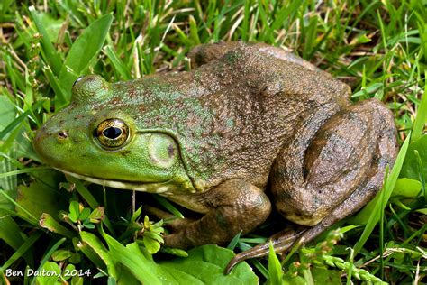 Lithobates Catesbeianus 01 American Bullfrog Say Hello To Flickr