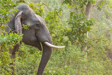 Elephant Emerging From The Undergrowth Abhishek Deepak Flickr