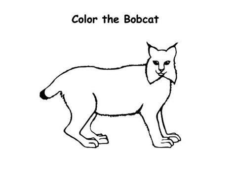 Pin On Bobcat Coloring Pages