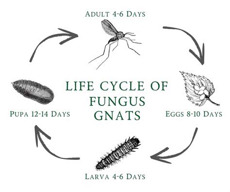 How To Kill Fungus Gnats The Contented Plant