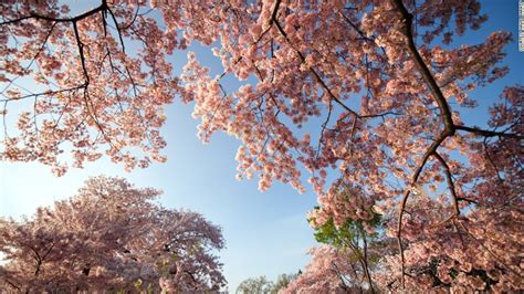 Winter Blues Will Turn Pink Cherry Blossom Season Starts