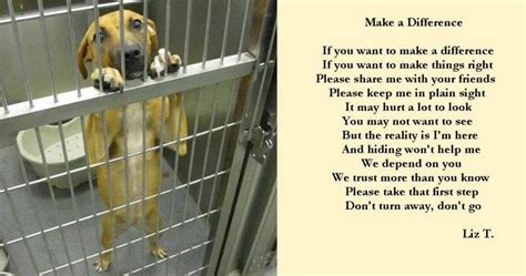 Animals 4ever Petitions Please Sign And Share