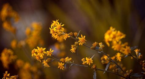 Brown Flower Wallpapers Top Free Brown Flower Backgrounds