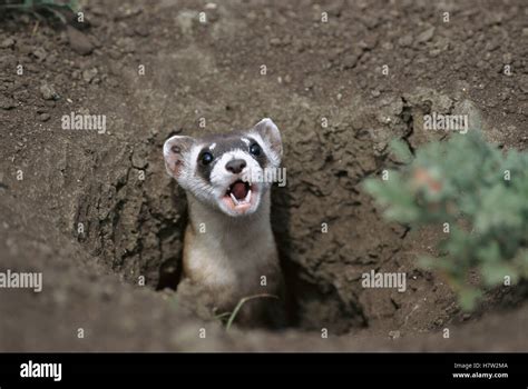 Black Footed Ferret Mustela Nigripes Calling From Burrow In Ground