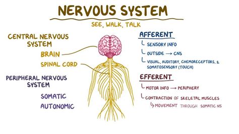 Central Nervous System Diagram Spinal Cord Nervous System Overview