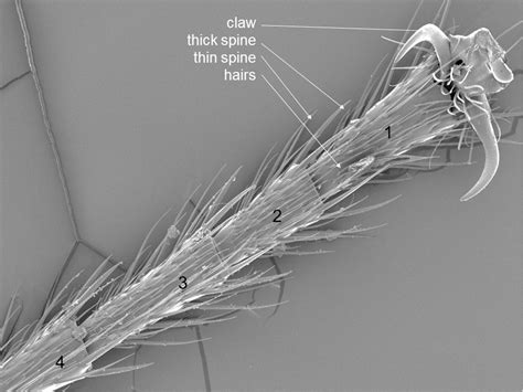 How Do Ants Crawl On Walls A Biologist Explains Their Sticky Spiky