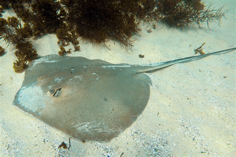 Stingray Know Your Fish Hastings Fly Fishers