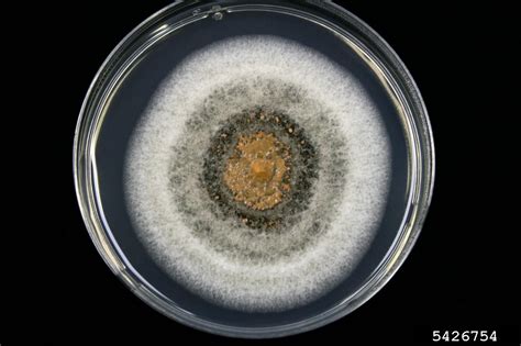 Anthracnose Colletotrichum Spp On Acidified Potato Dextrose Agar