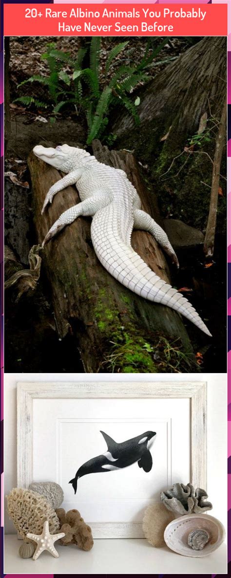 20 Rare Albino Animals You Probably Have Never Seen Before In 2020