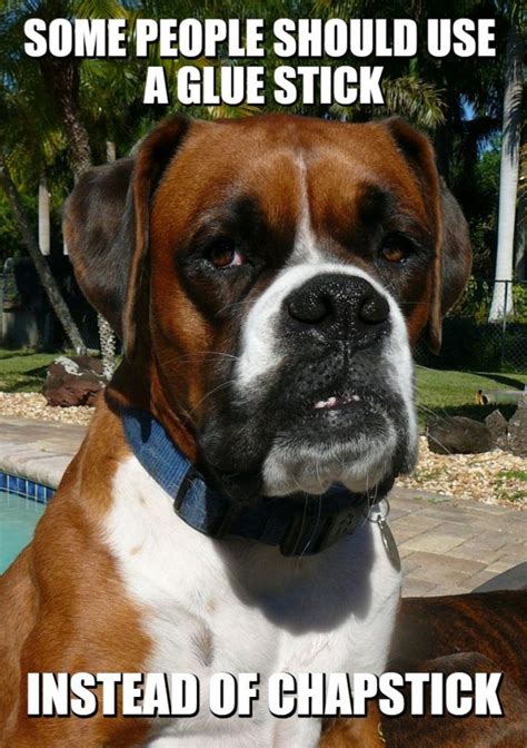 Hilarious Boxer Dog Meme Boxer Dogs Funny Boxer Dogs Facts Funny Boxer