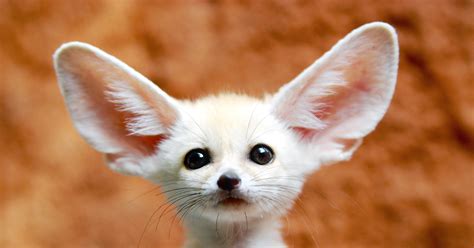 Where To Find The Cutest Most Amazing Animals On The Web Wired