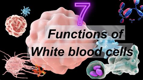 7 Main Functions Of White Blood Cells In The Human Body White Blood