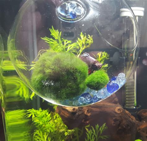 Petforu betta fish fighting cylinder rumble fish cylinder mini aquarium building block fish tank. Hi guys! Have you made any DIY toys and resting places for your betta? Do you have any ...