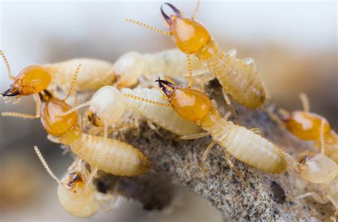 5 Ways To Check For Termites And What To Do If You Have An Infestation