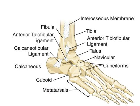 Bones Of The Foot Images Fig1 Bones And Ligaments Of The Foot