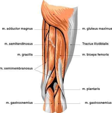 Lateroposterior surface of sacrum and coccyx, gluteal surface of ilium (behind posterior gluteal line), thoracolumbar fascia, sacrotuberous ligament insertion: Biceps, Legs and Muscle on Pinterest