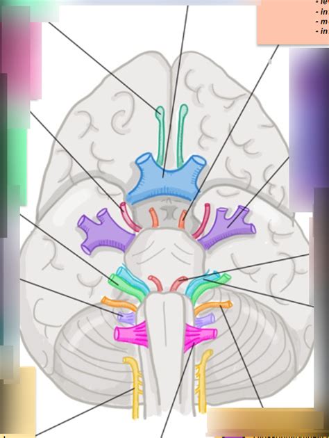 cranial nerves 1 12 diagram quizlet