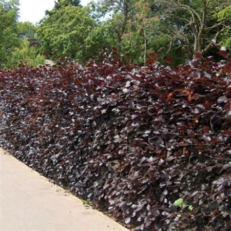 Fagus Sylvatica Purpurea Beech Hedge Hedges Hedging Plants