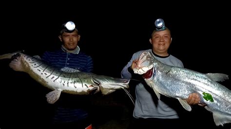 Pesca De Peces Gigantes En El Mejor Río De Arauca Colombia Youtube