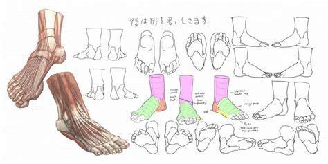 visual library 1 character anatomy feet body reference