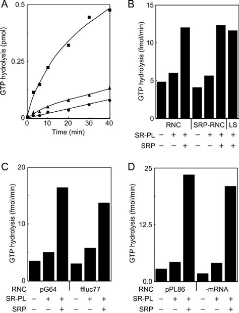 Stimulation Of The Gtpase Activity Of The Srpsr Complex By Rnc