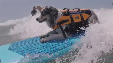Dogs Ride Huge Waves In Purina Surfing Competition