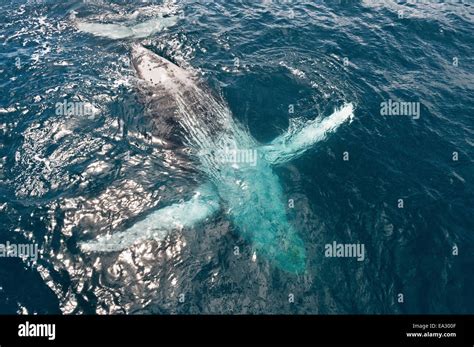 Humpback Whale Megaptera Novaeangliae Breaching Hervey Bay