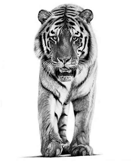 Tiger Sketch Drawing Images Peepsburghcom