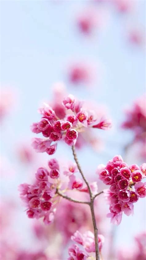 Free Download Pink Flowers Iphone Wallpapers Flower Background Iphone