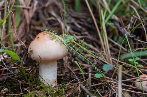 Edible Mushroom Suillus Granulatus Growing In The Grass Stock Photo