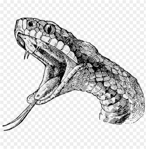 Realistic Semi Realistic Easy Snake Drawing Snake Drawing