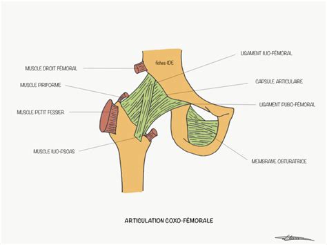 Face Antero Lateral Da Coxa