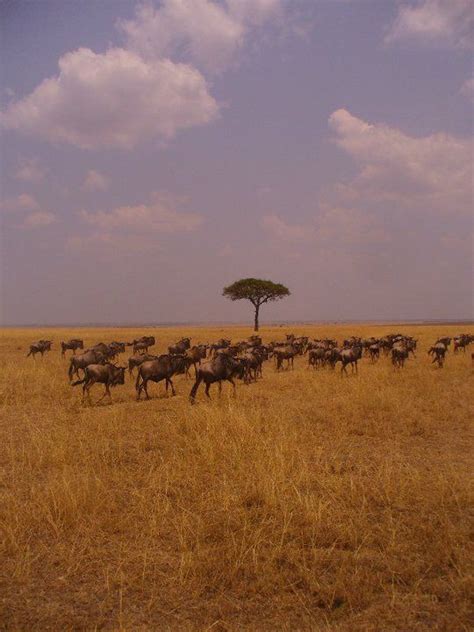 The Maasai Mara 2010 Kenya Travel Kenya Places To See