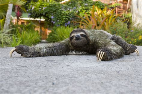 How Fast Can A Sloth Run Sloth Sprint Animal Hype